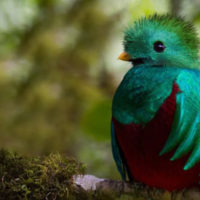 見ると幸せになれる 世界一美しい鳥として知られるケツァールって知ってる トリカゴネット いろんな鳥の動画像